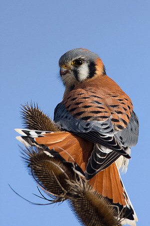 American Kestrel