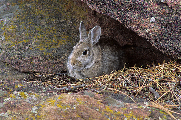 Cottontail Rabbit - CTRB430457