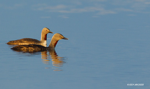 NMRL00329 Red-throated Loon