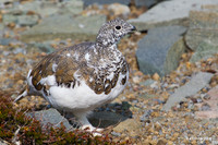 WTPM00049 White-tailed Ptarmagin