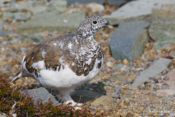 WTPM00049 White-tailed Ptarmagin