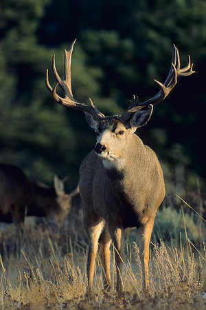 MUDR010423-Mule-Deer-Buck