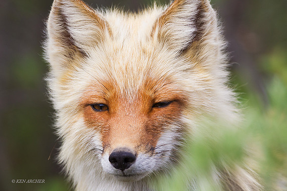 NMRF00143 - Red Fox