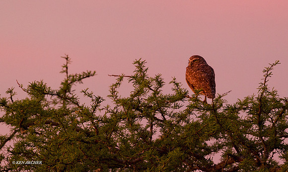 Burrowing Owl - ARRP00240