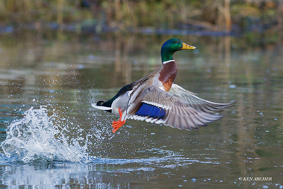MDFL03372 - Mallard Duck