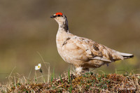 Rock Ptarmigan