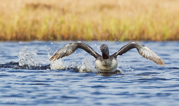 NMRL00383 Red-throated Loon