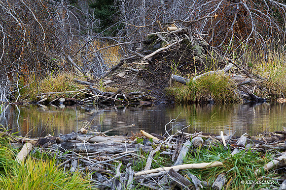 BVR00230 - Beaver Lodge