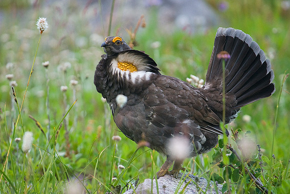 SYGR00006 Sooty Grouse