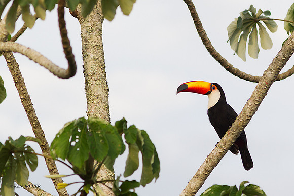 Toco Toucan - ARBD01412