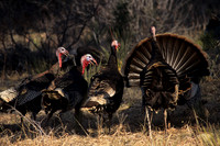 MMTY440321 Merriam's Tom Turkeys Brawl