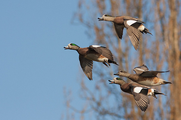 American Widgeons