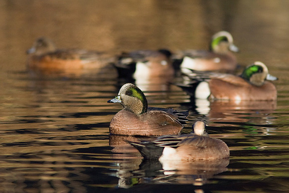 WN00051-American-Widgeon