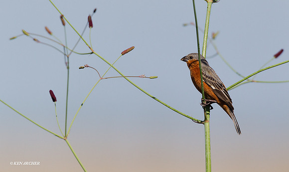 Rufous-rumped Seedeater - ARBD00665