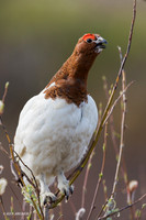 NMWP01130 - Willow Ptarmigan