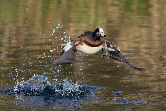 American Widgeon Duck - WNFL00719