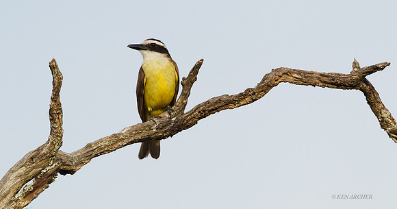 Great Kiskadee - ARBD00713