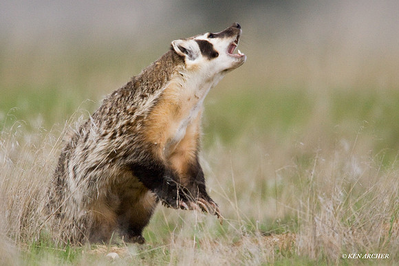Badger - BR00043