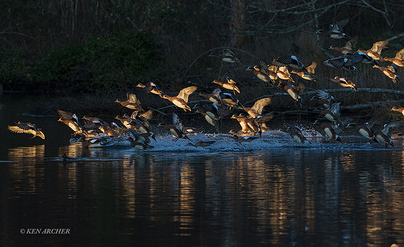 WNFL04926 - American Wigeon