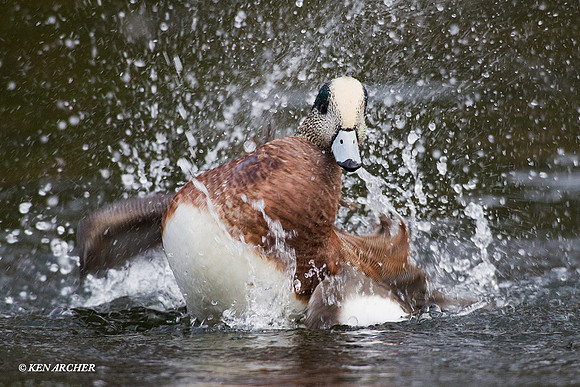 Widgeon Duck