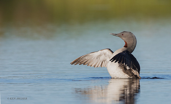 NMRL02016 - Red-throated Loon