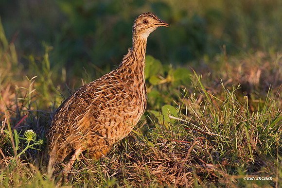 Spotted Nothura - ARBD00549