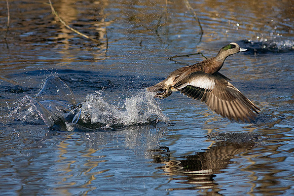 American Widgeon Drake - WNFL00850