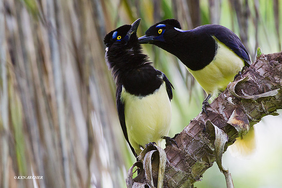Plush-crested Jay - ARBD01543