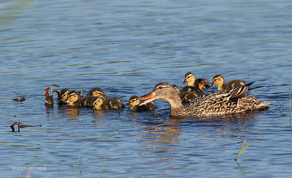 MDLG00564 - Mallard Duckling