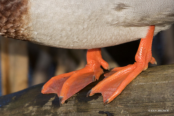 MDDK01557 - Mallard Duck