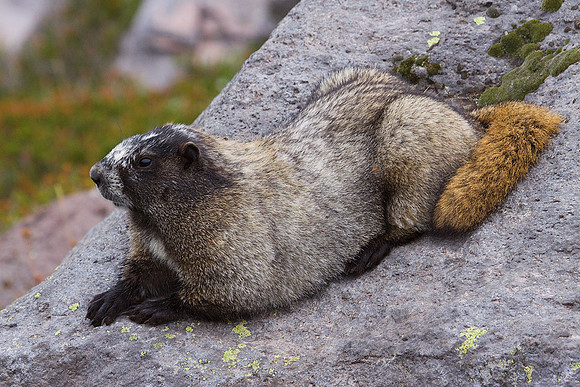Hoary Marmot - HYMT00083