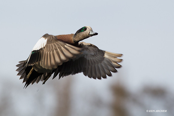 WNFL01705 American Widgeon Duck