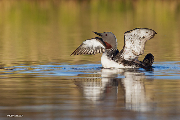 NMRL01135 - Red-throated Loon