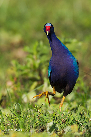 Purple Gallinule - ARSB00322