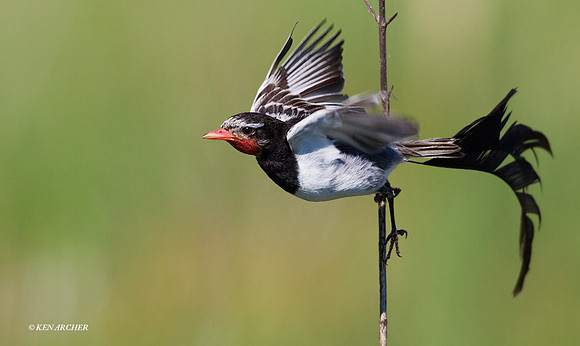 Strange-tailed Tyrant - ARBD00660