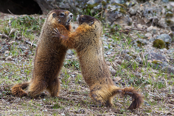 Yellow-bellied Marmot - YBMT00022