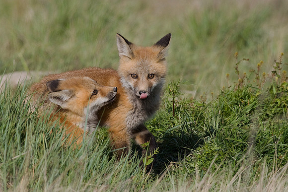 RF00186-Red-Fox-Kit