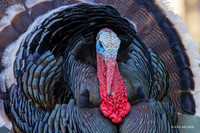 Turkey, Merriam's