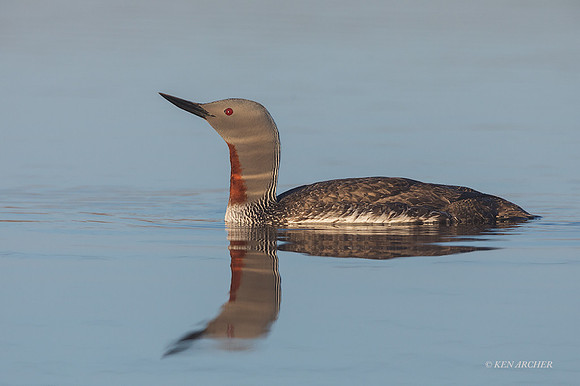 NMRL02248 - Red-throated Loon