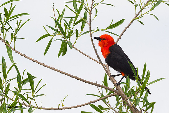 Scarlet-headed Blackbird - ARBD00308