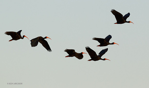 Bare-faced Ibis - ARSB00953