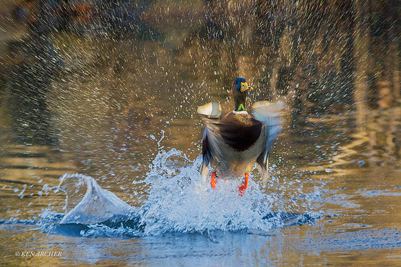 MDFL04513 - Mallard Duck