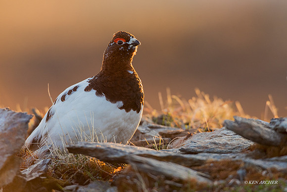 NMWP01057 - Willow Ptarmigan