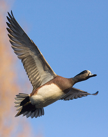 WNFL00831-Widgeon-Duck