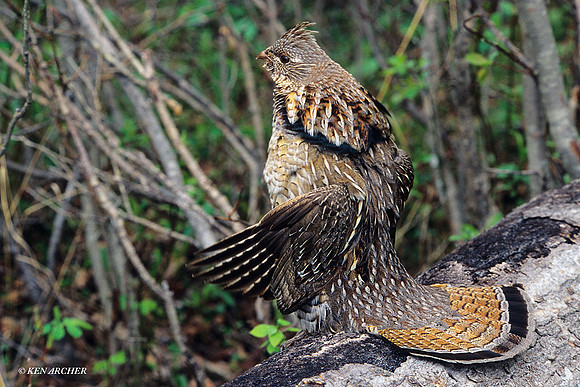 RG020821 Ruffed Grouse