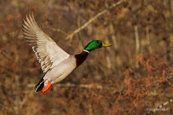 MDFL05478 - Mallard Duck