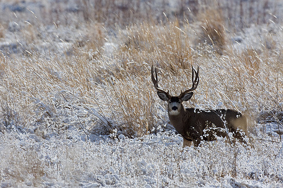 MLDR00895-Mule-Deer