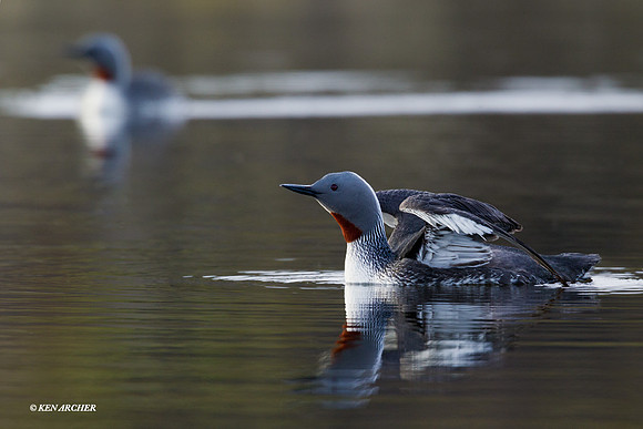 NMRL00409 Red-throated Loon