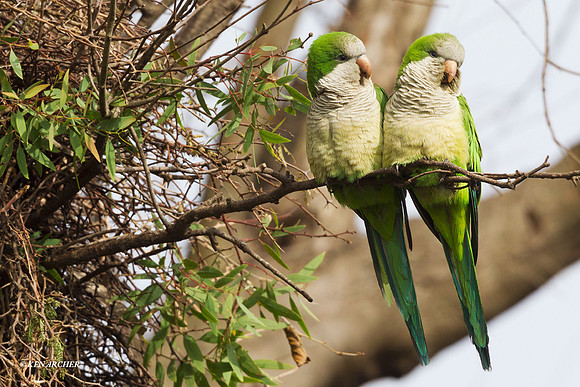 Monk Parakeet - ARBD01819