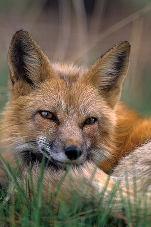 Red-Fox - RDFX435470